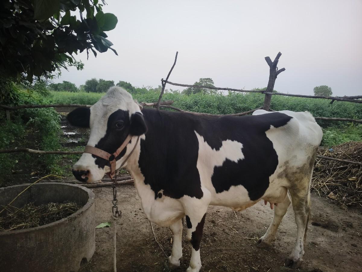 ગાય વેચવાની