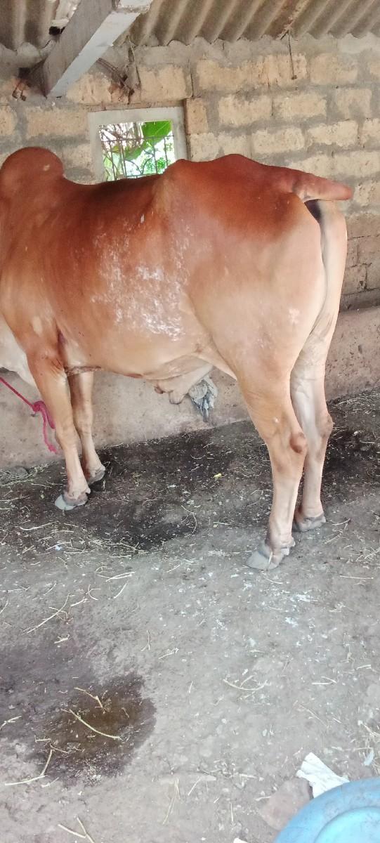 બરદ વેચવાનો છે