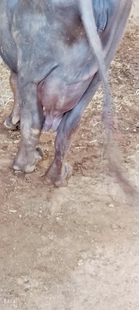 5 દીવની વાણલછે