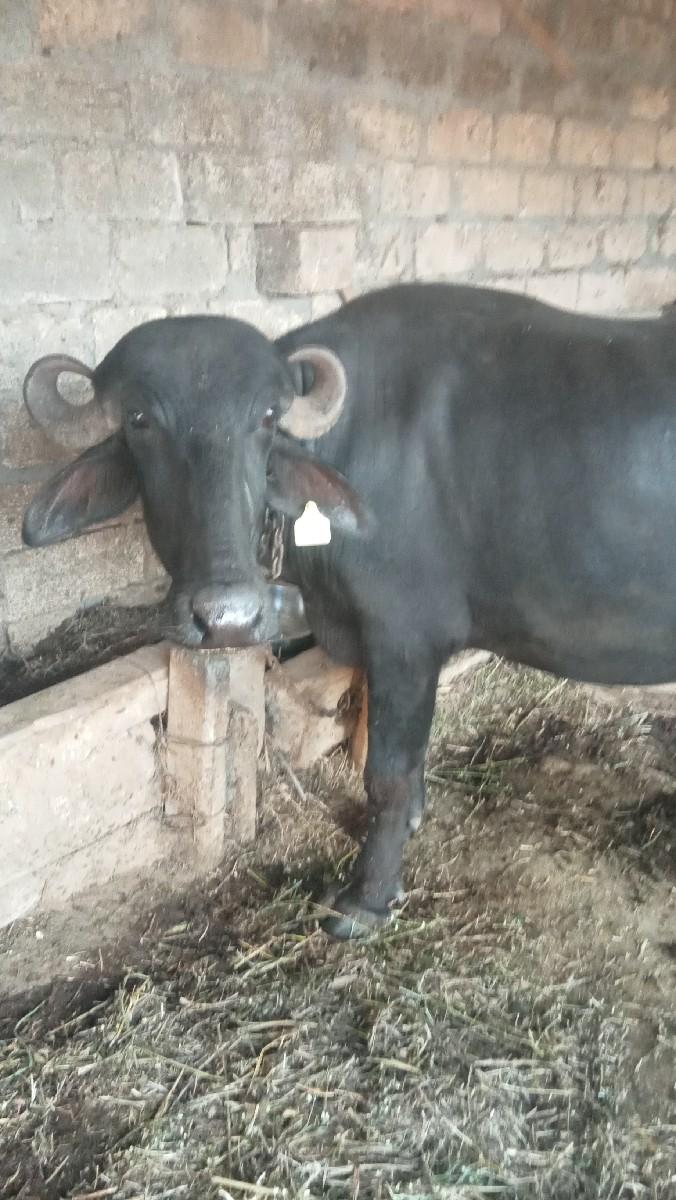 થંબનેલ 2