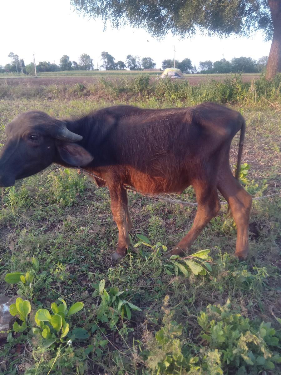 થંબનેલ 3