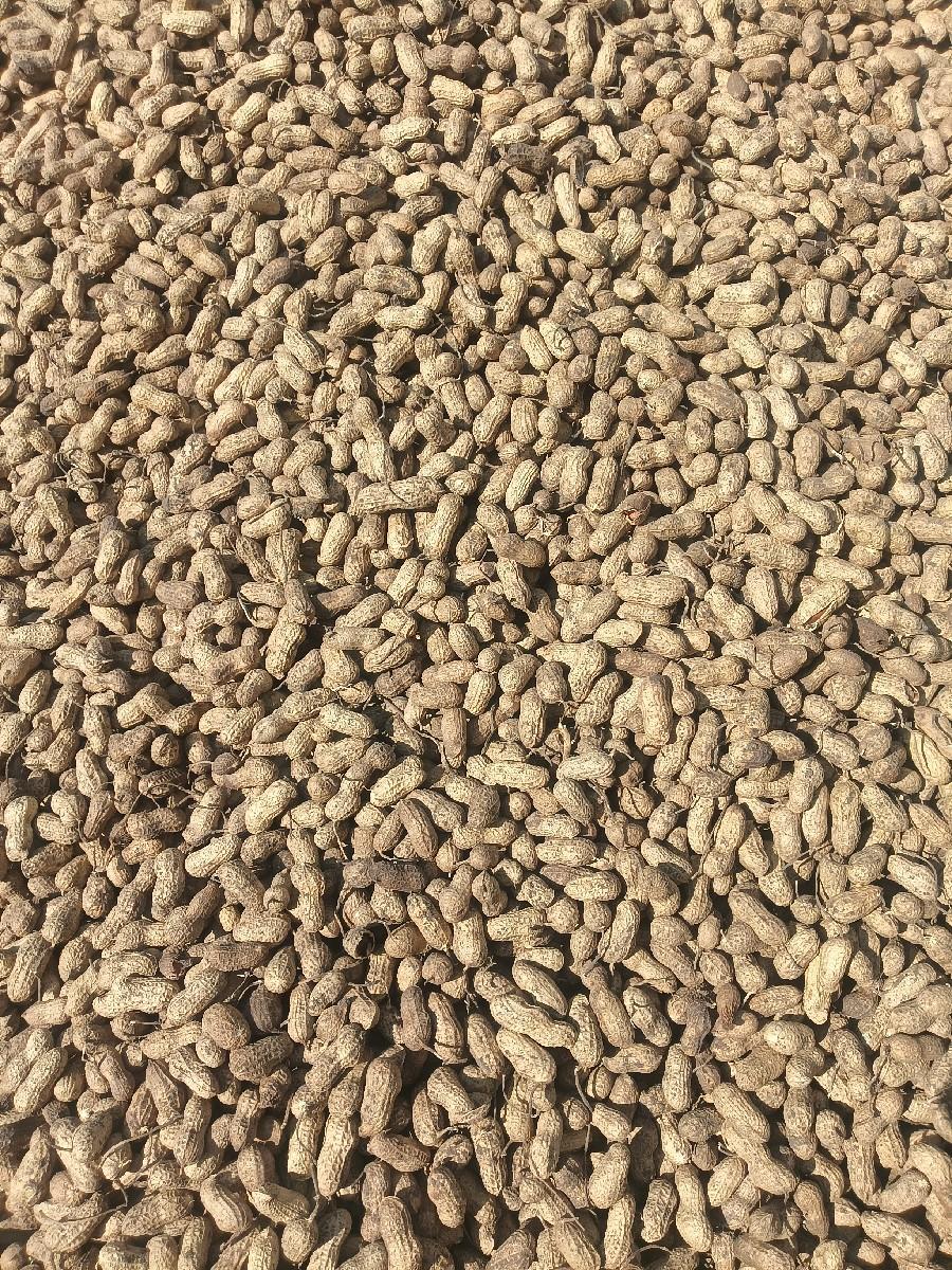 જી 20 નું બિયારણ