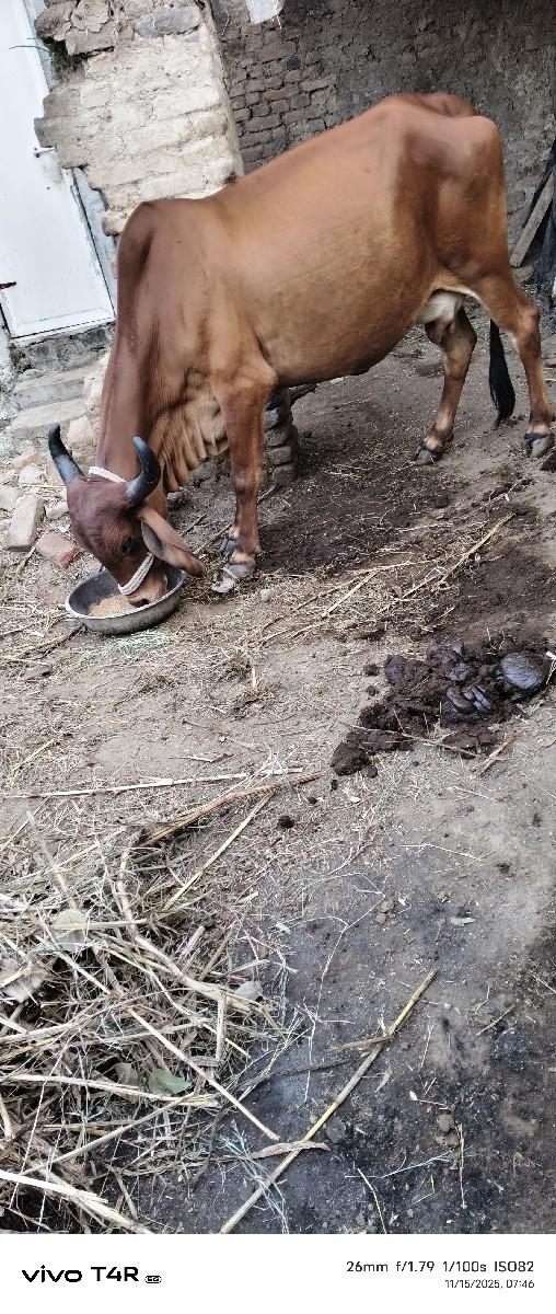 થંબનેલ 2