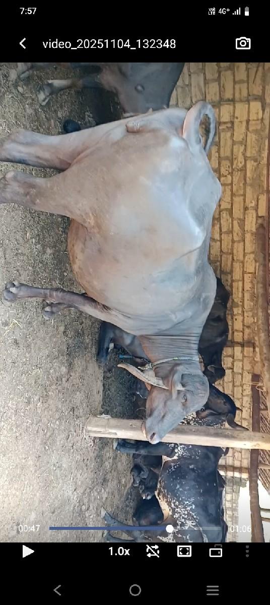 ભેંસ વેસવાની છે 
 કિંમત 70000