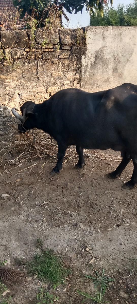 થંબનેલ 3