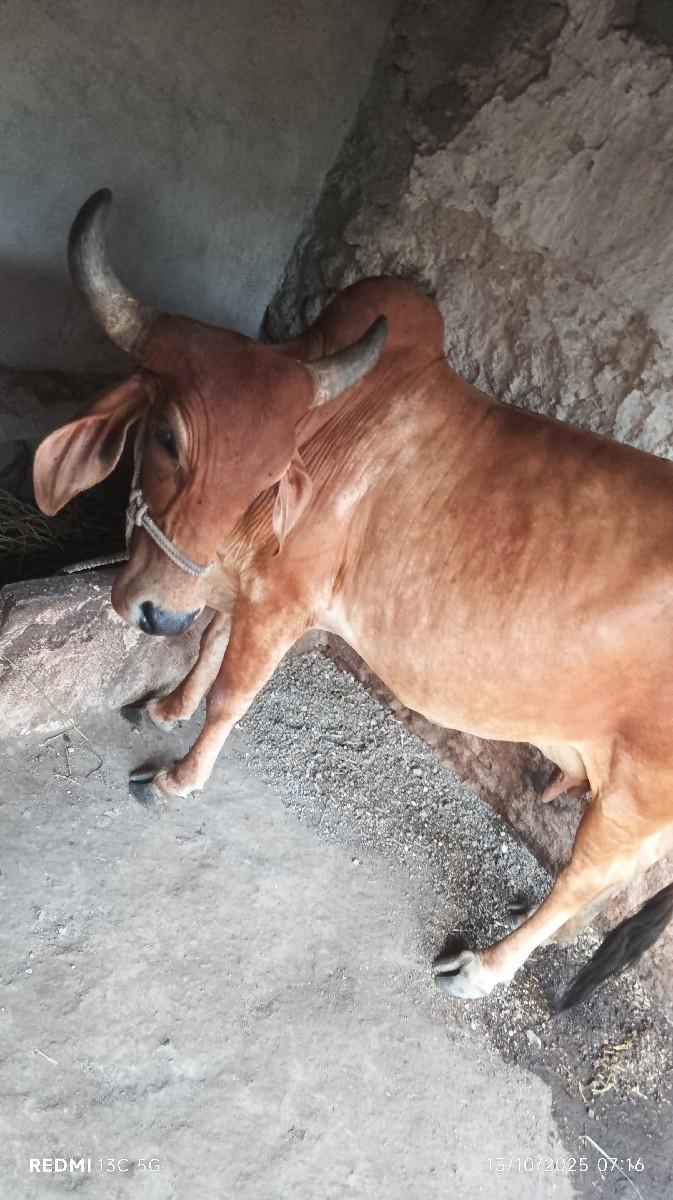 વેચવાની સે