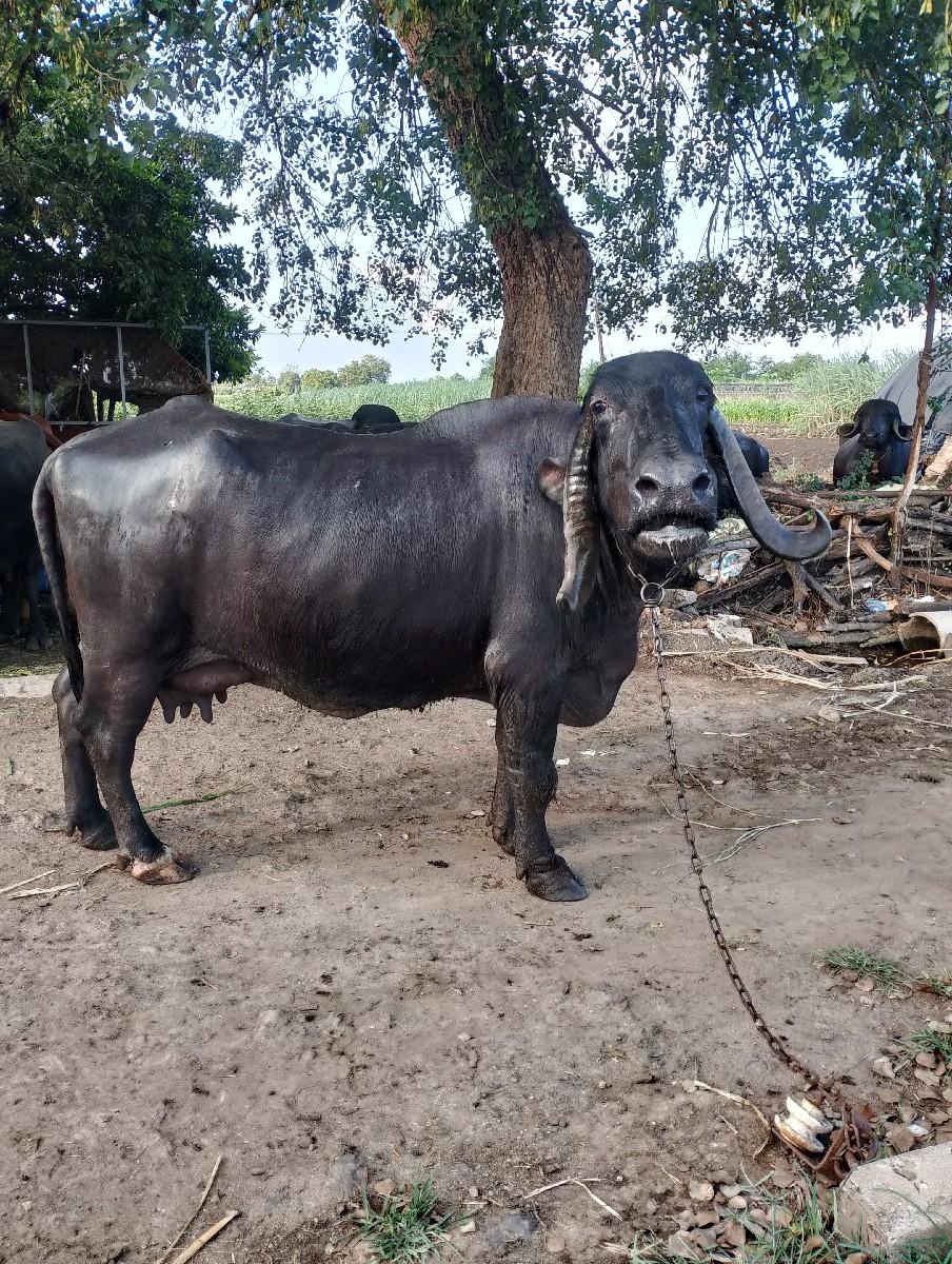 થંબનેલ 2