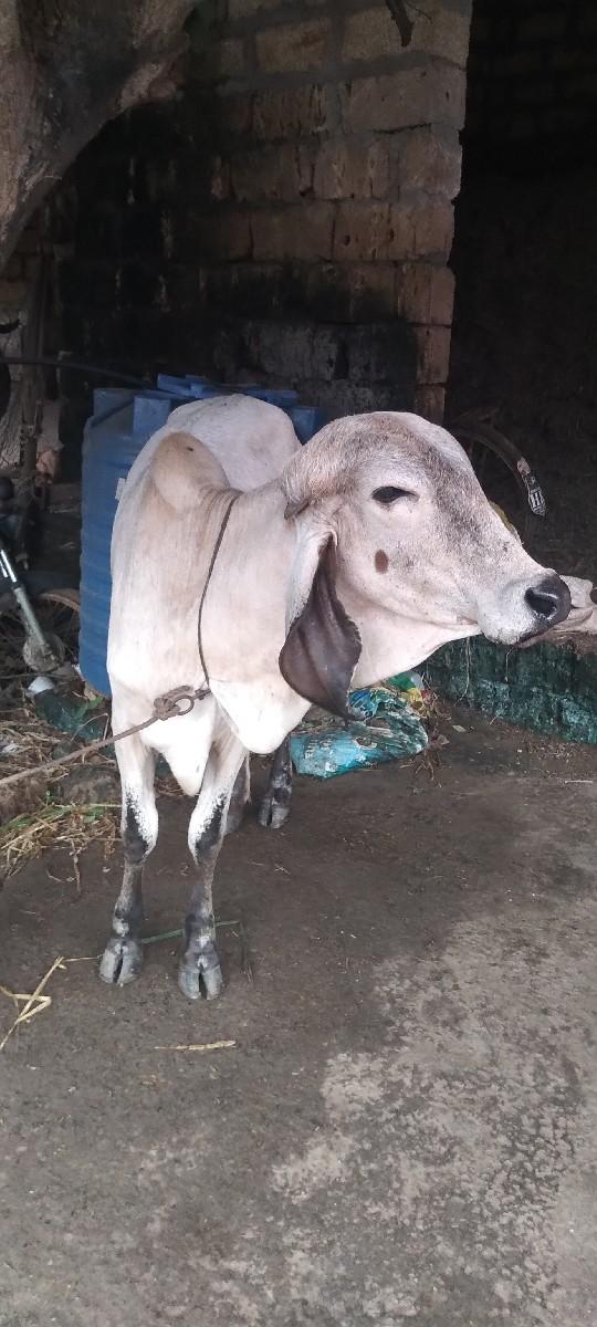 થંબનેલ 2