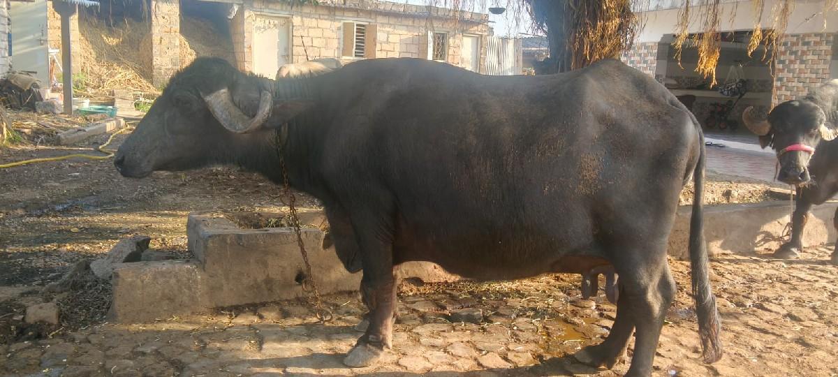 ભેંસ વેચવાની સે