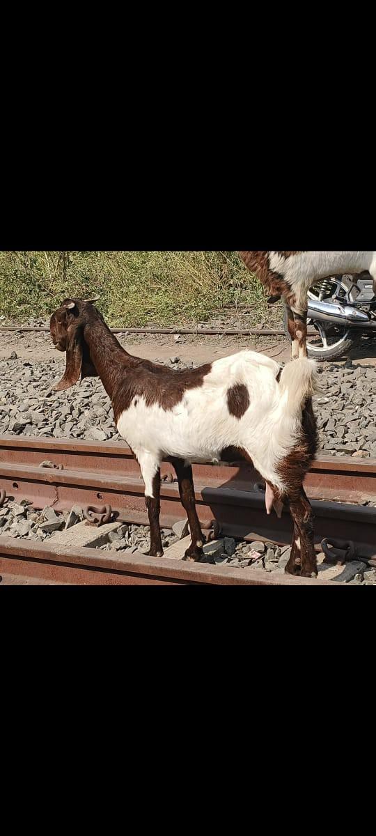 થંબનેલ 2