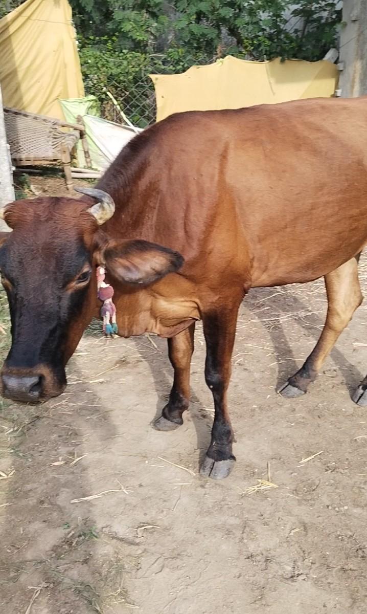 gir cross ગીર ક્રોસ