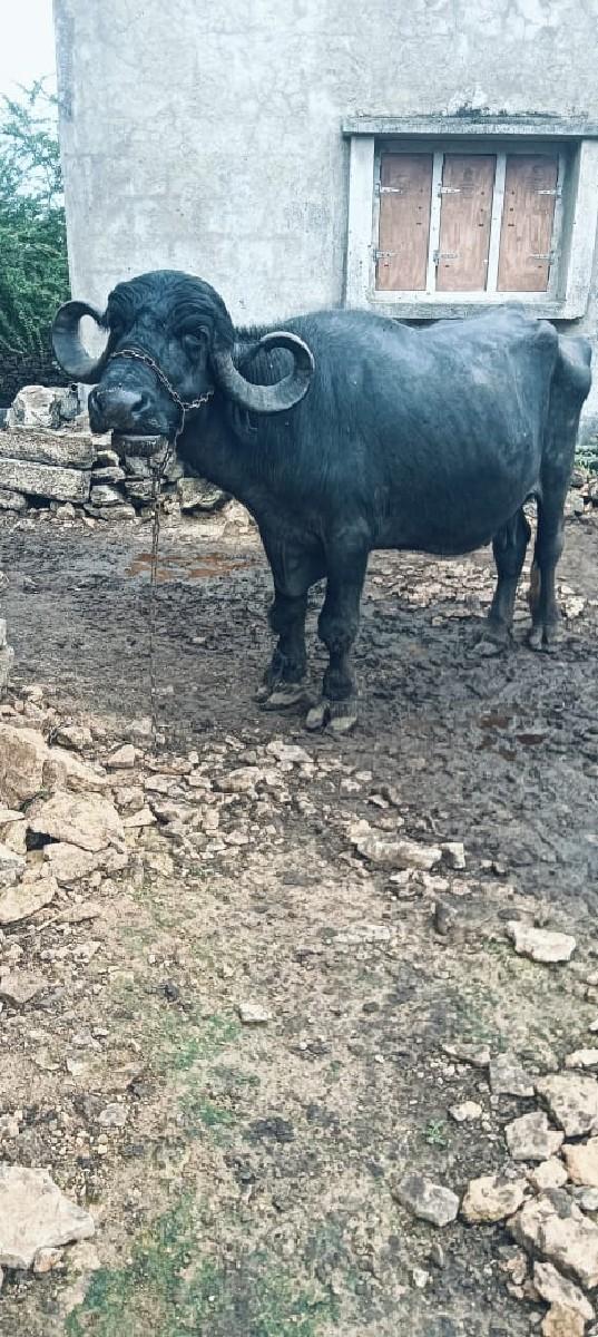 ભેંસ વેચવાની છે