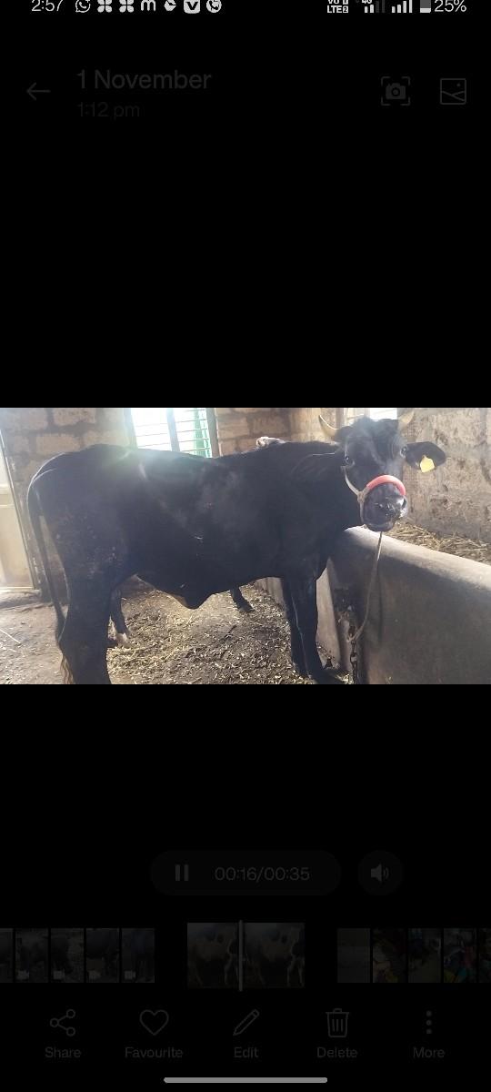 એફ કોર્સ