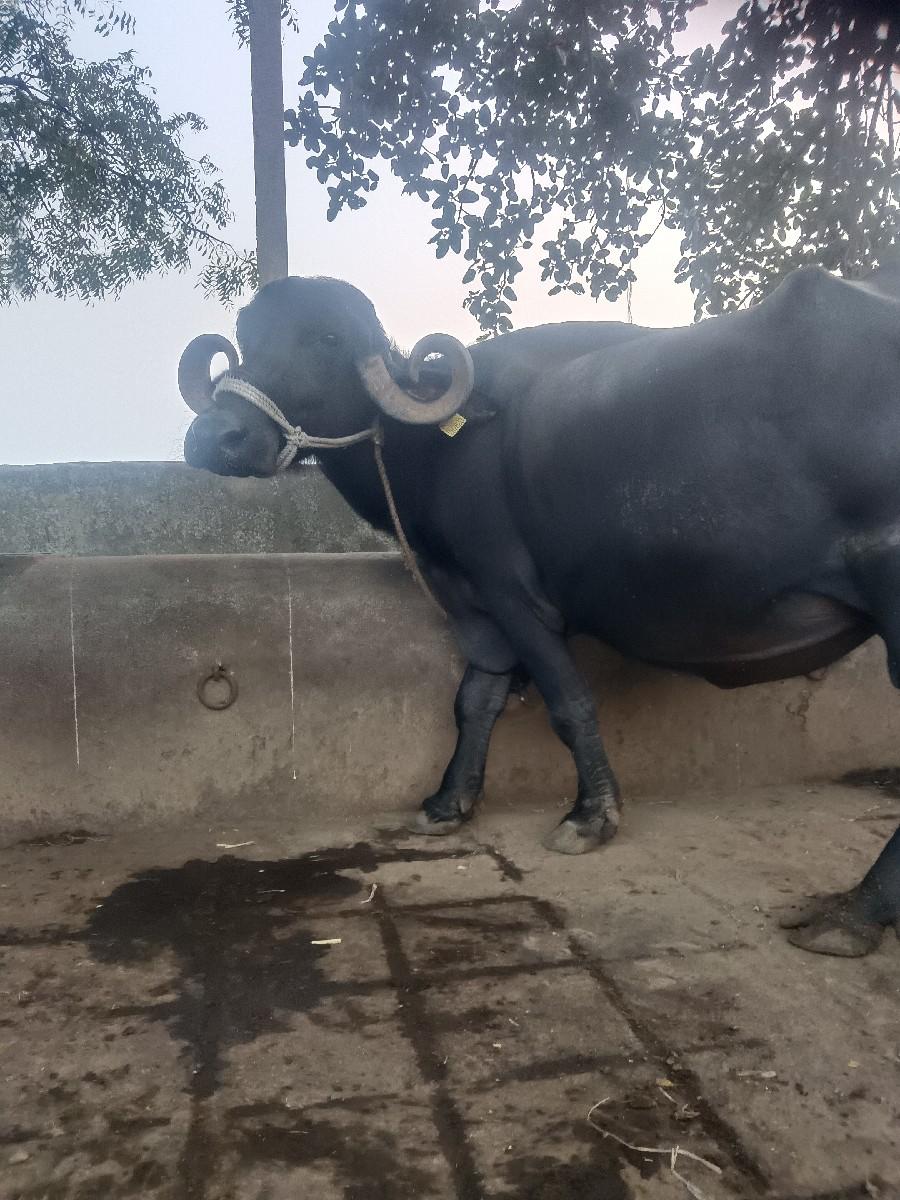 थंबनेल 3