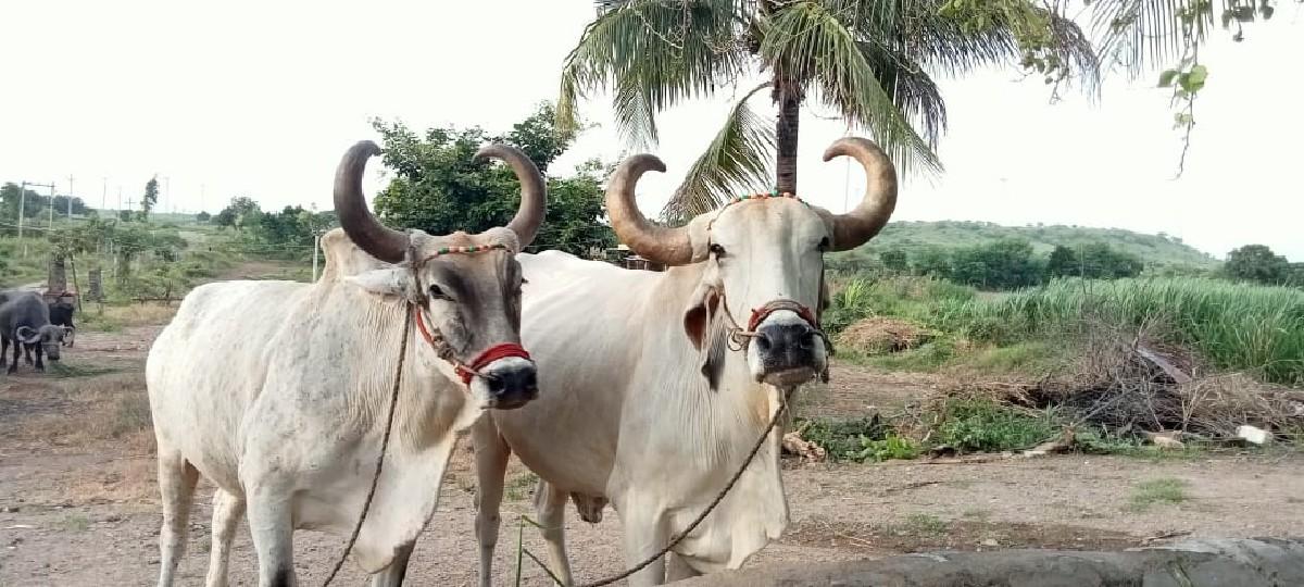 બળદ વેચવાના છે