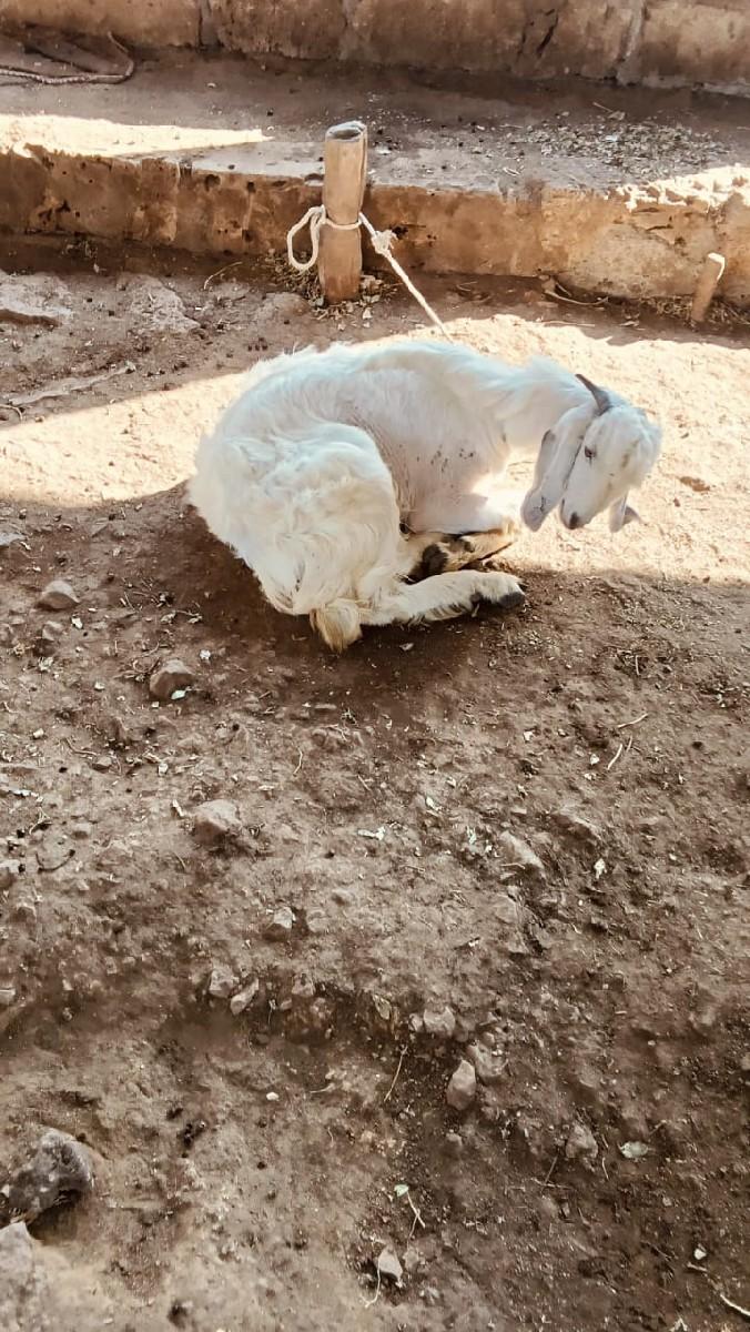 થંબનેલ 3