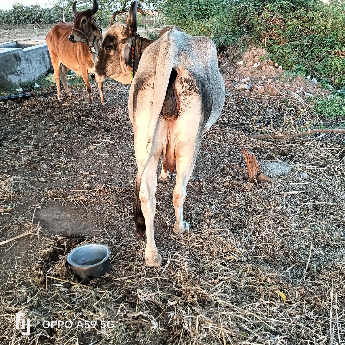 થંબનેલ 2