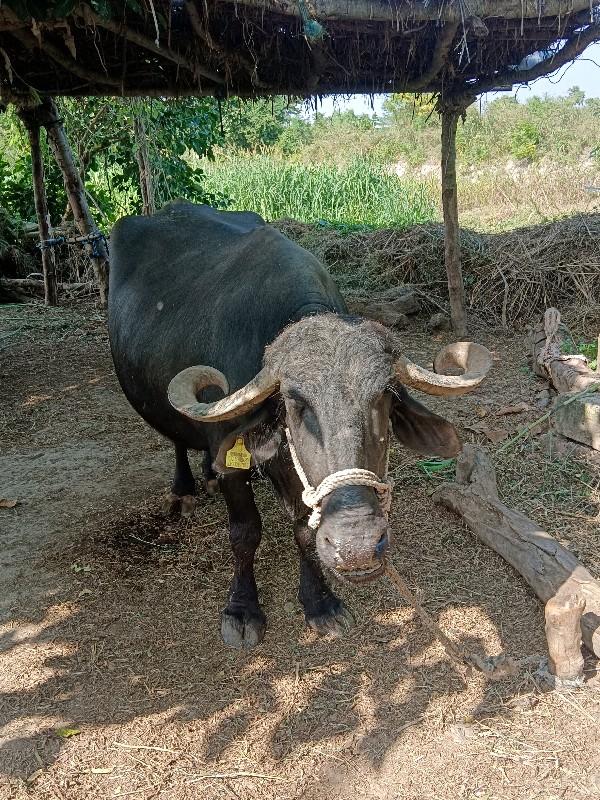 થંબનેલ 2