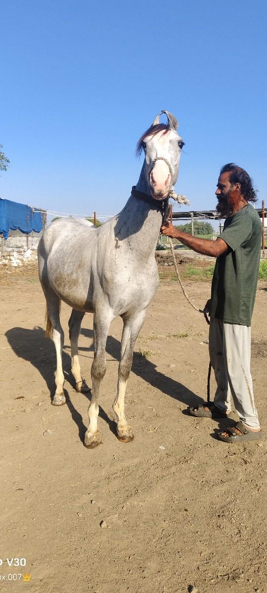 થંબનેલ 3