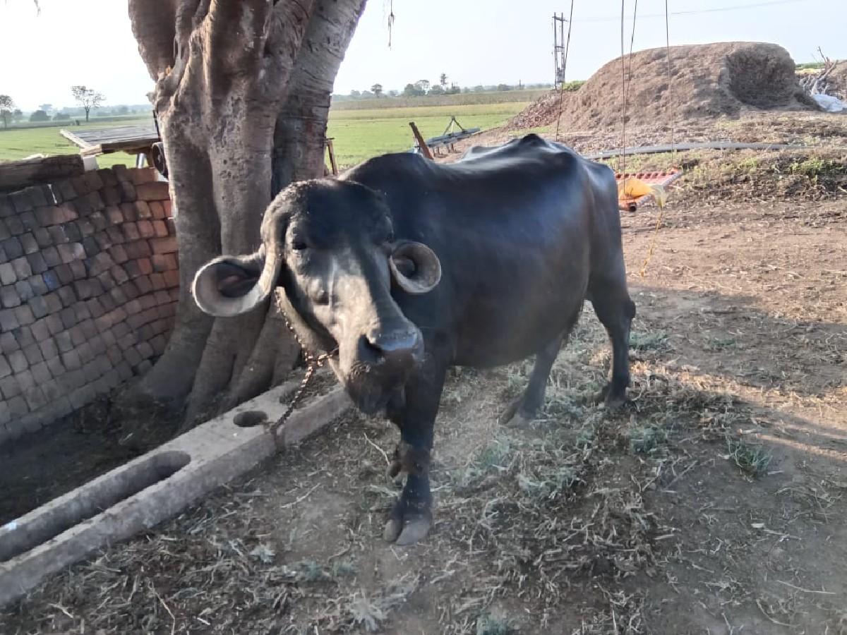 ભેંસ વેચવાની છે