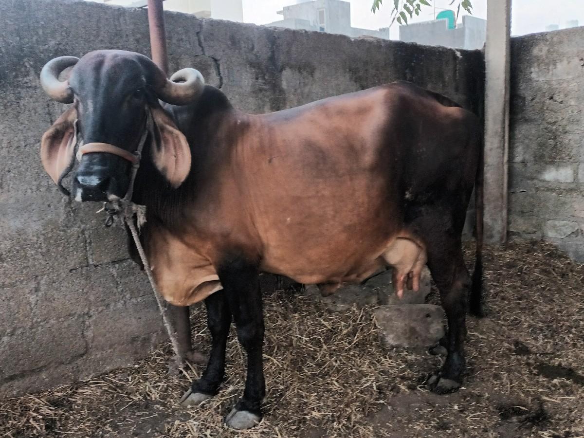 થંબનેલ 3