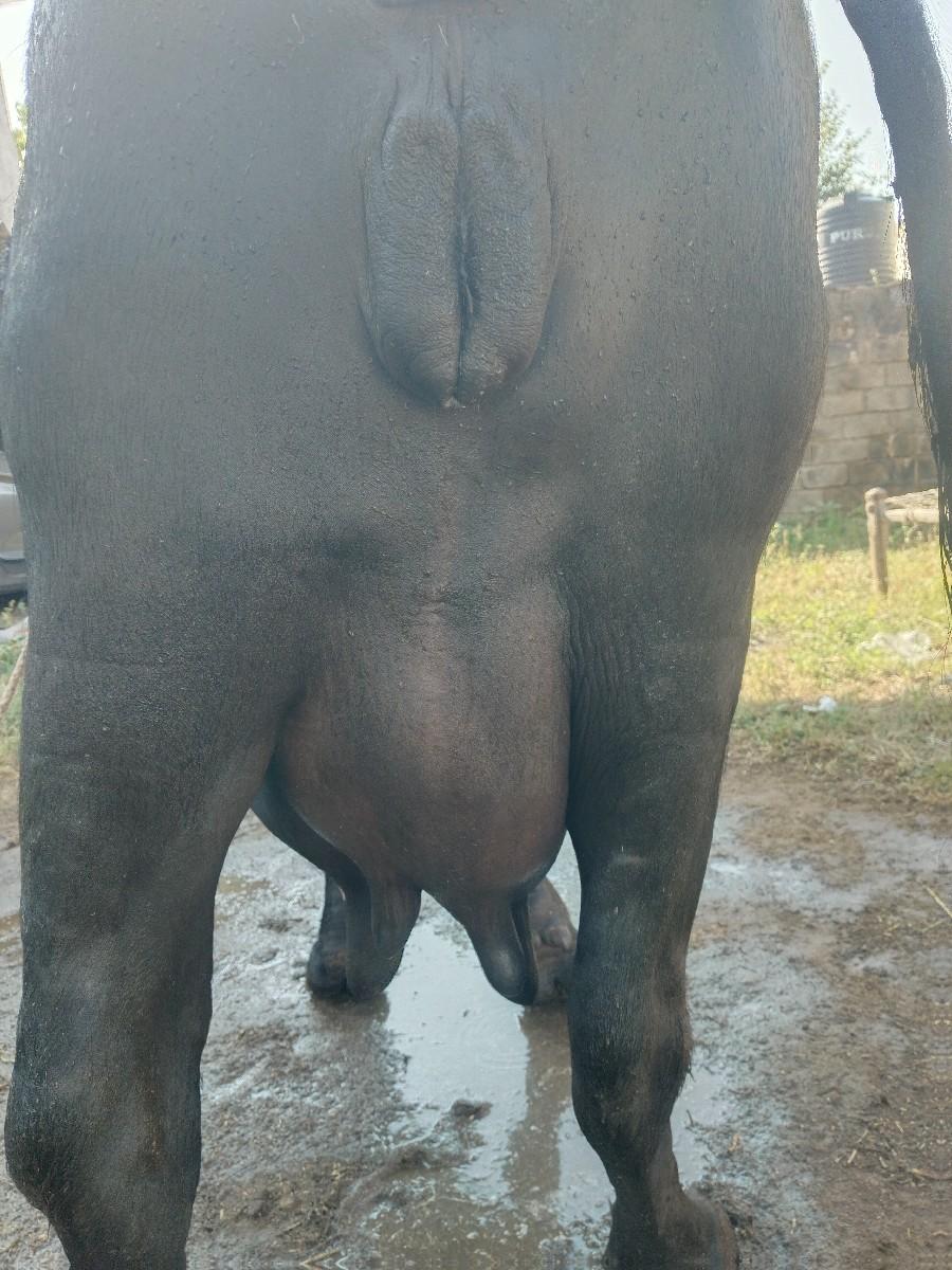 બીજું વેતર છે