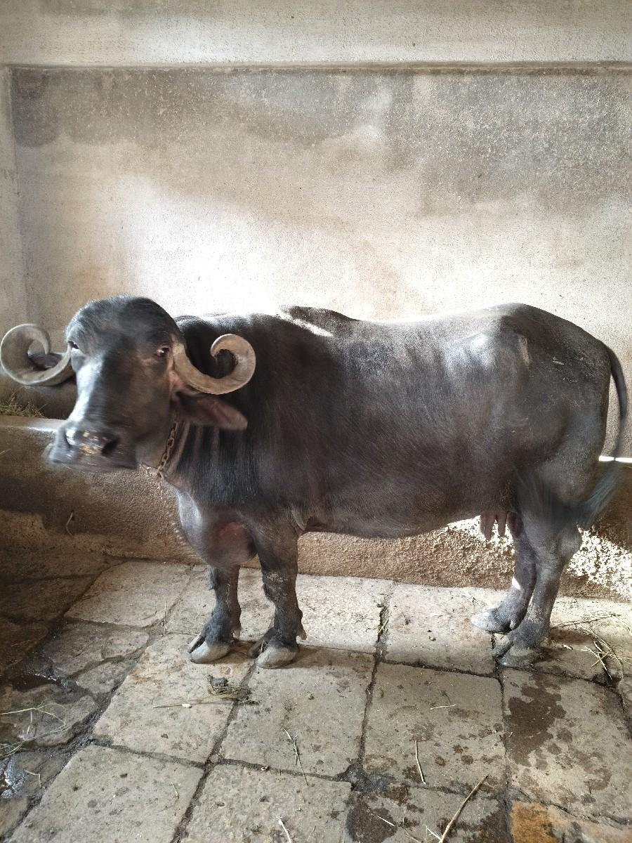 ભેસ‌ વેચવાની છે.