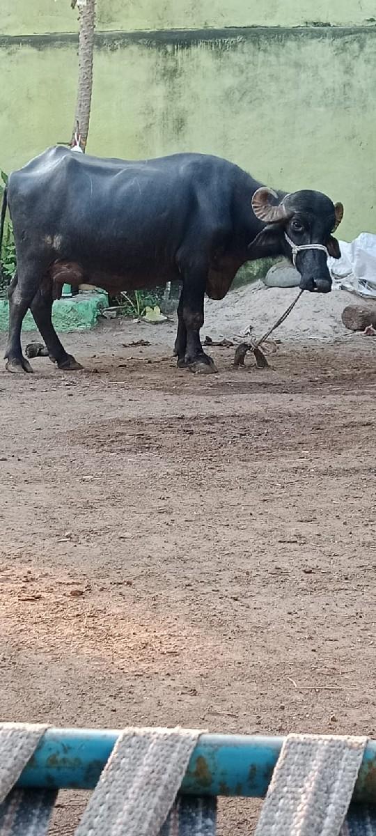 ત્રણ ભેંસો વેચવાની છે