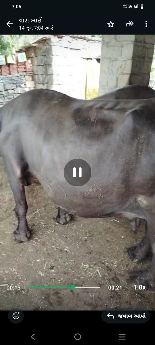 ભશે વેચવાની છે