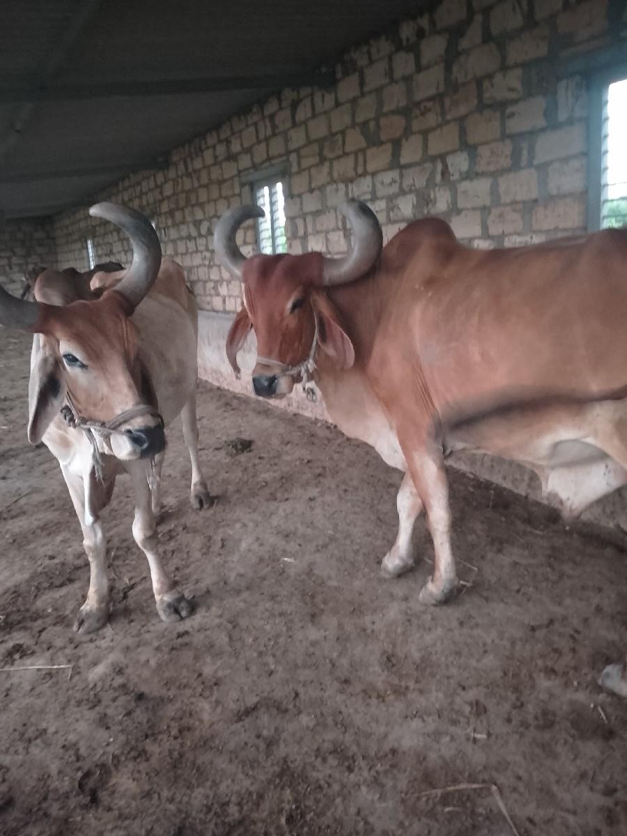 ઘોડલાં  વેચવાનુછે