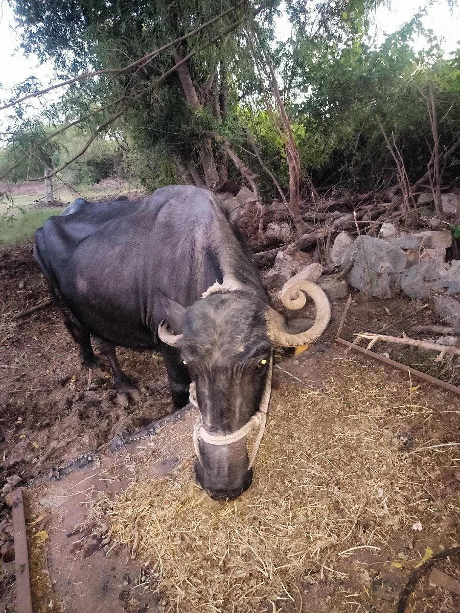 થંબનેલ 3