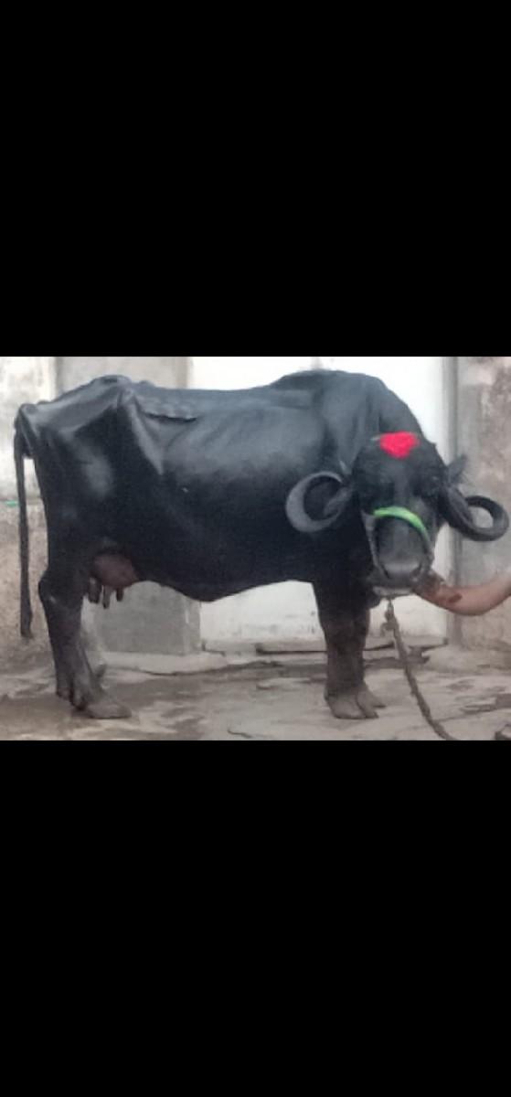 થંબનેલ 2