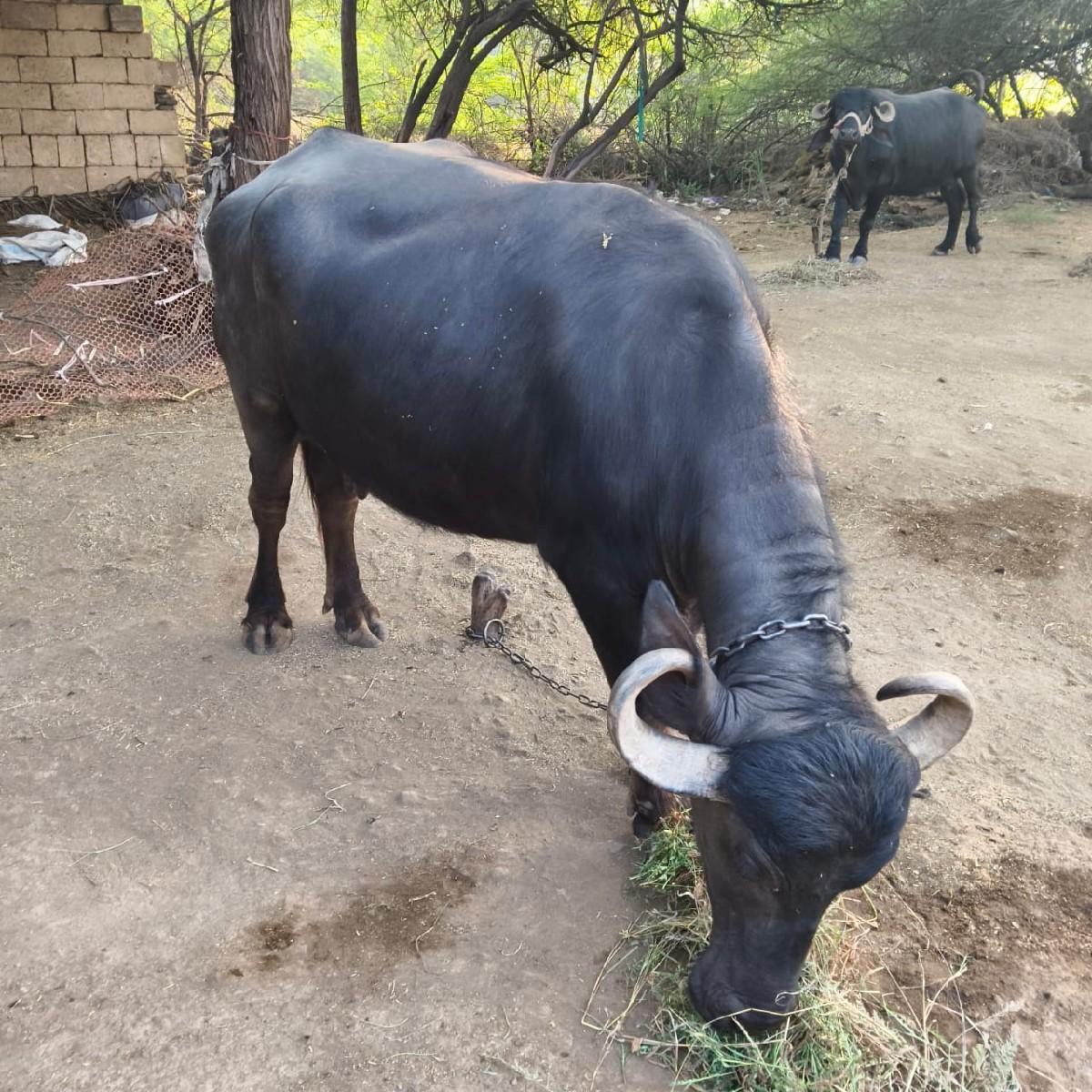 વેચવાની છે 
નંબર 6354878200