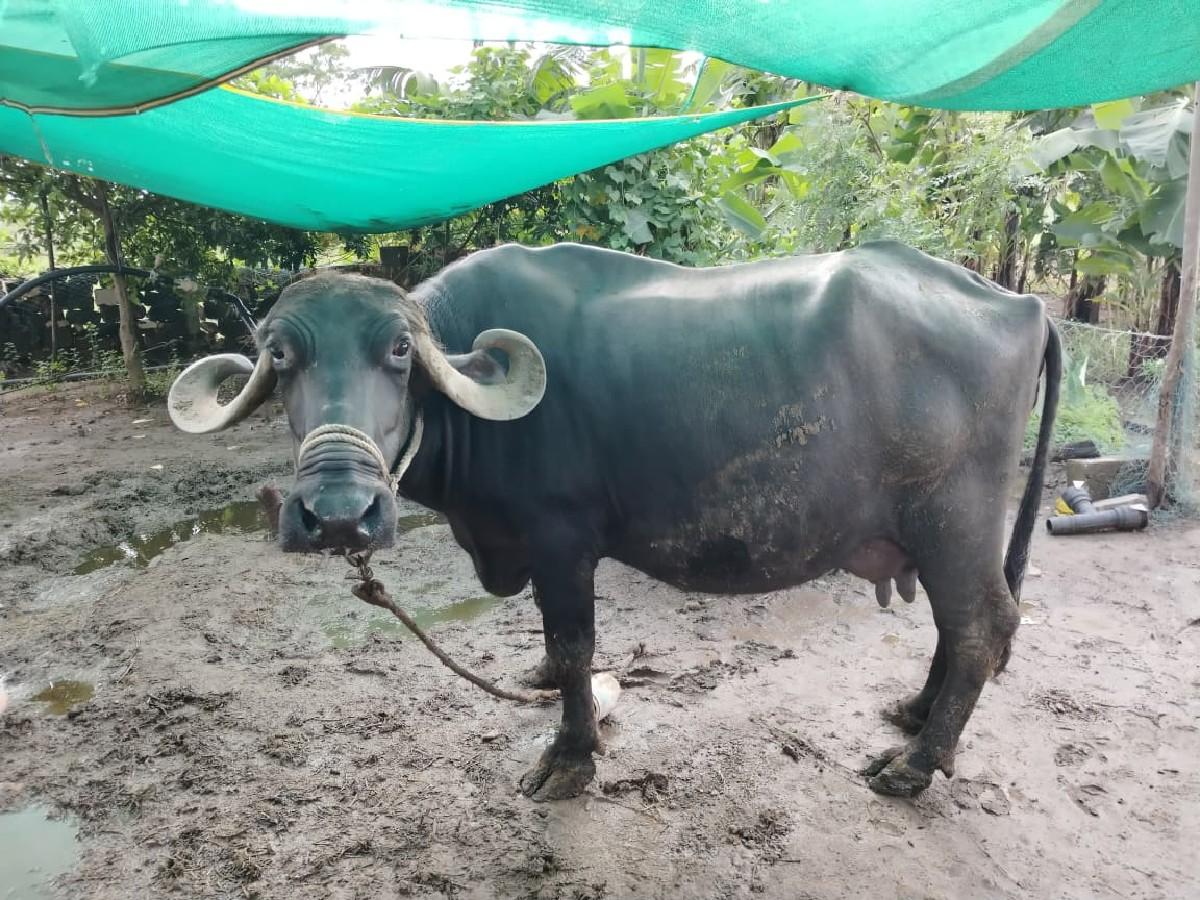 15 દિવસ કાચી છે