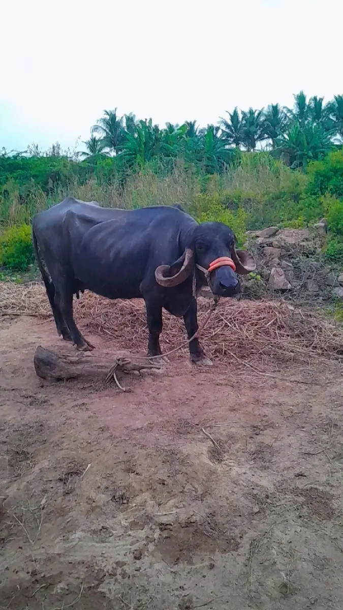 થંબનેલ 2