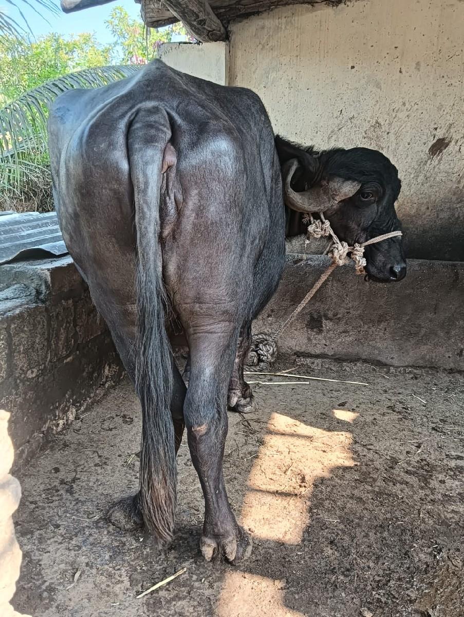 થંબનેલ 3