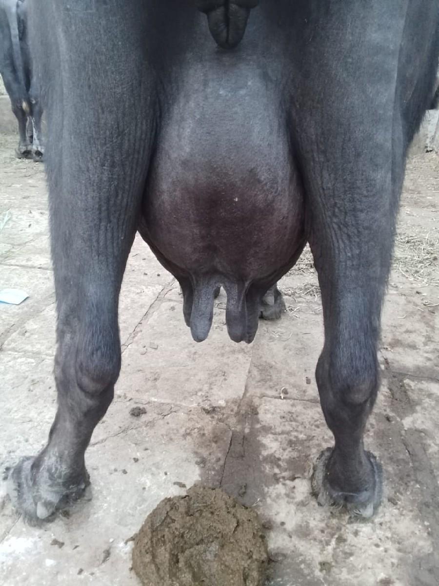 થંબનેલ 3