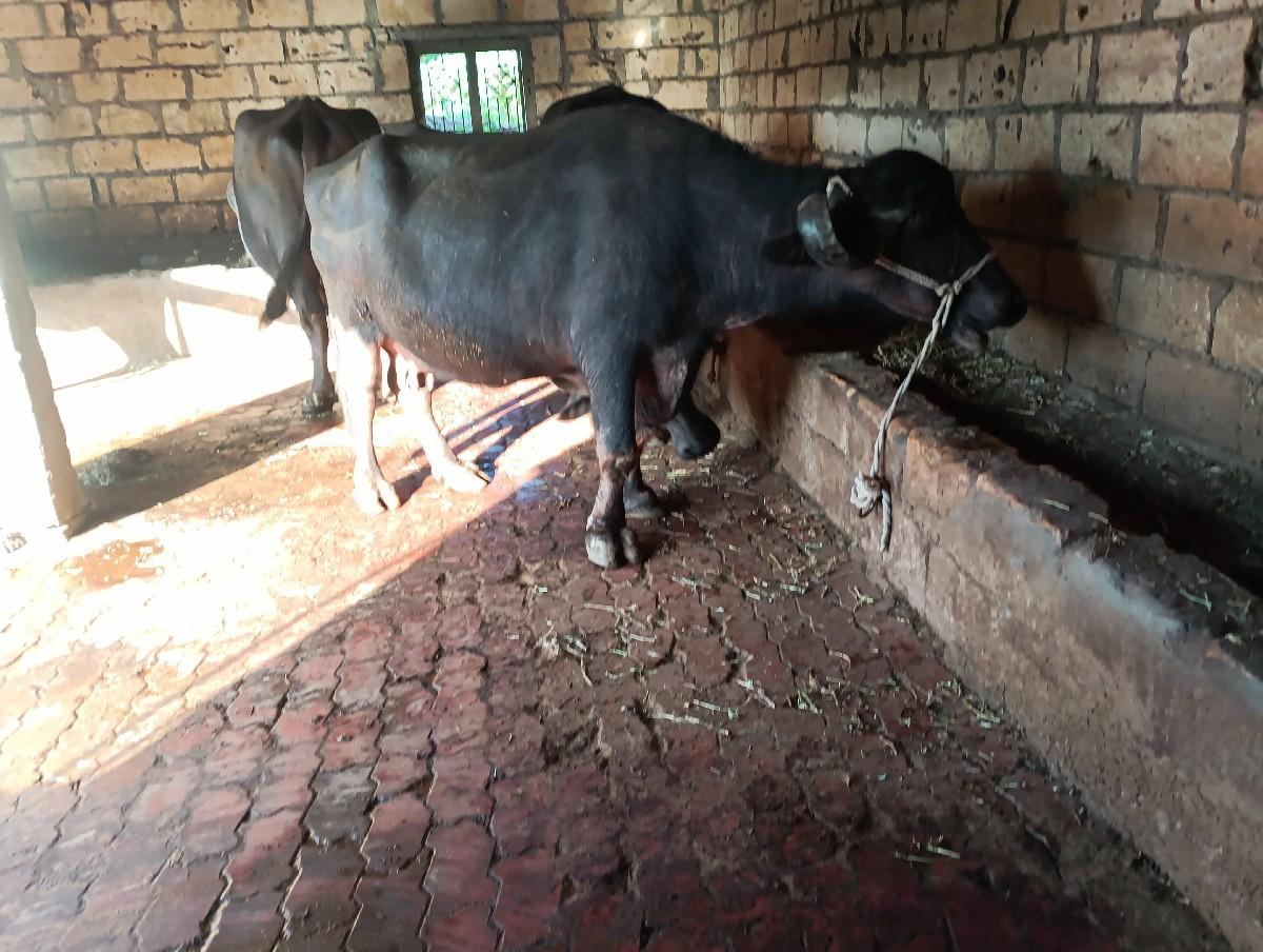 થંબનેલ 2