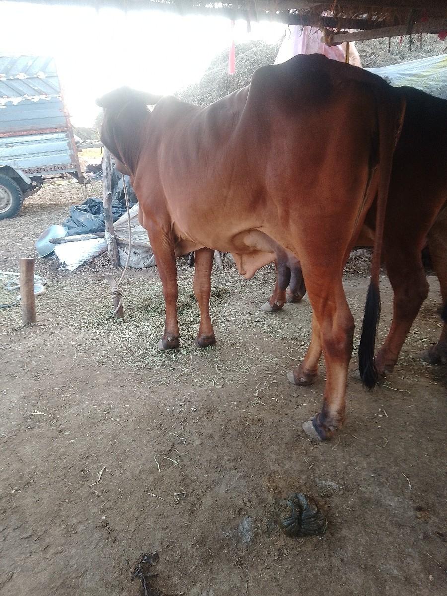 થંબનેલ 2