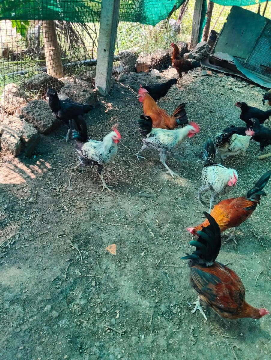 थंबनेल 5