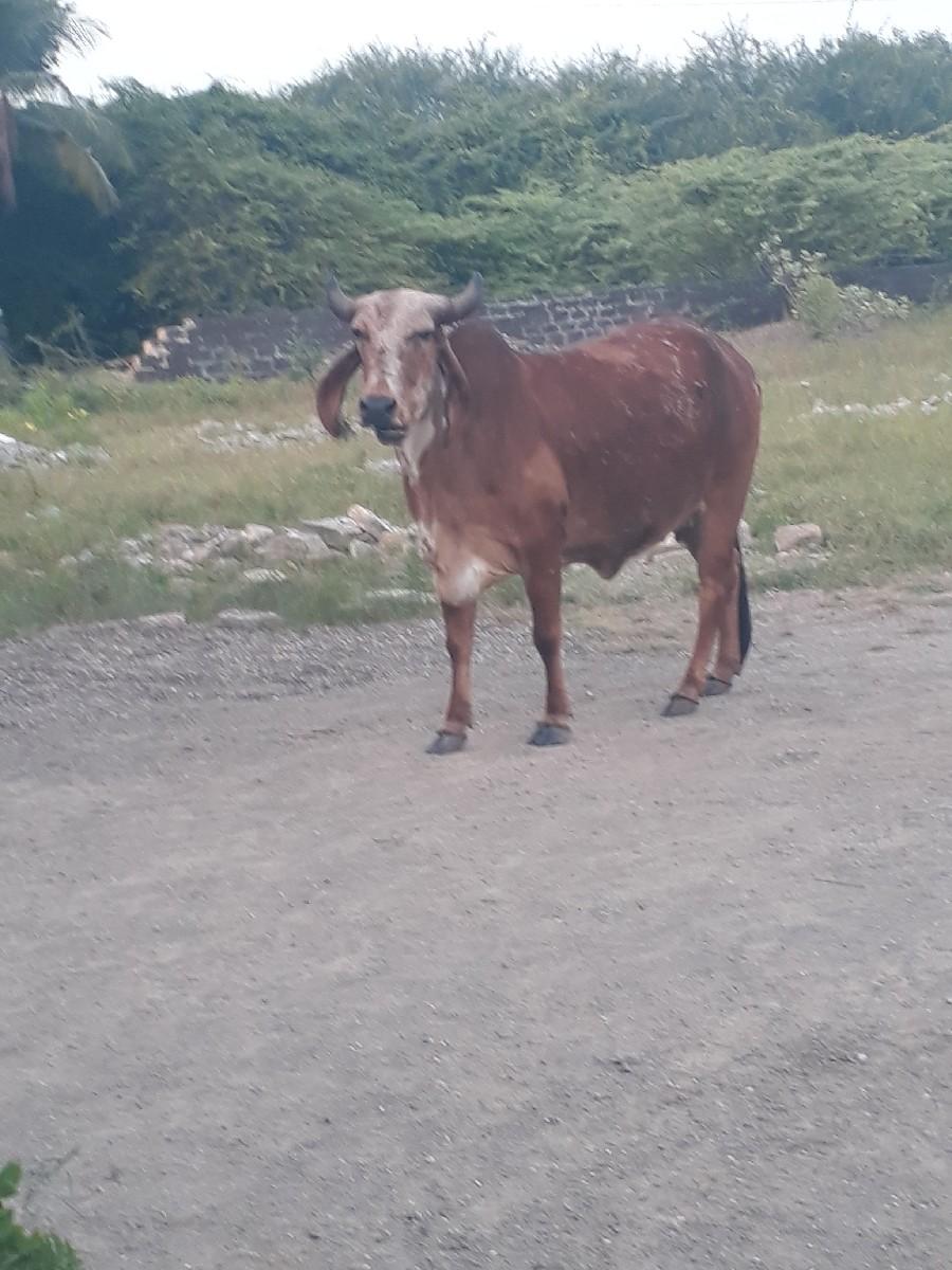 થંબનેલ 3