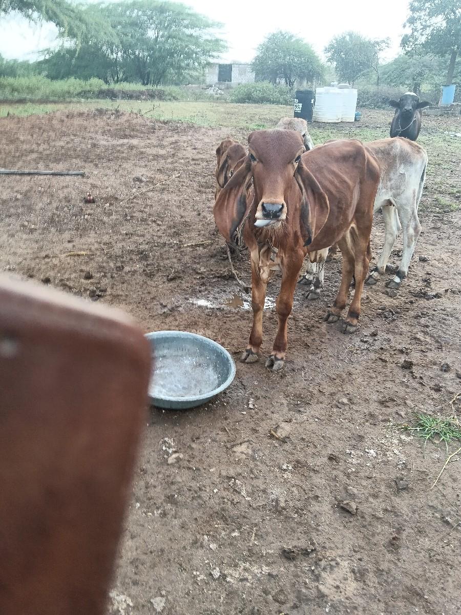 થંબનેલ 2