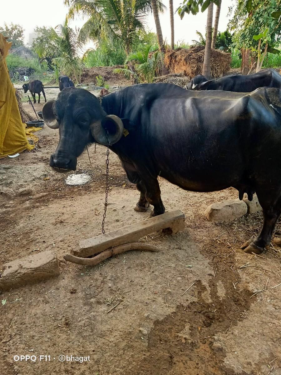 ભેંસ વેચવાની છે ૩જુ વેતર  વીયાસે