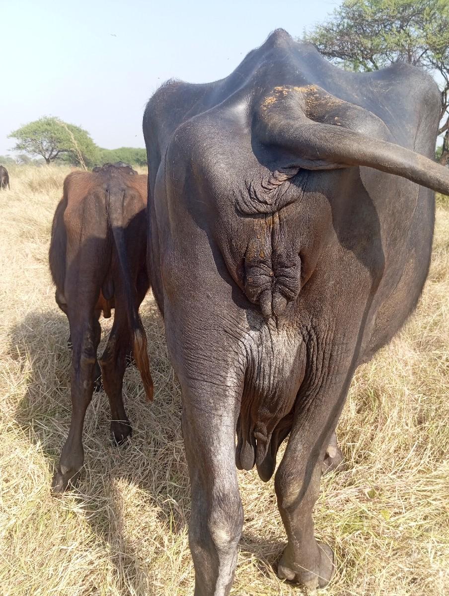 થંબનેલ 3