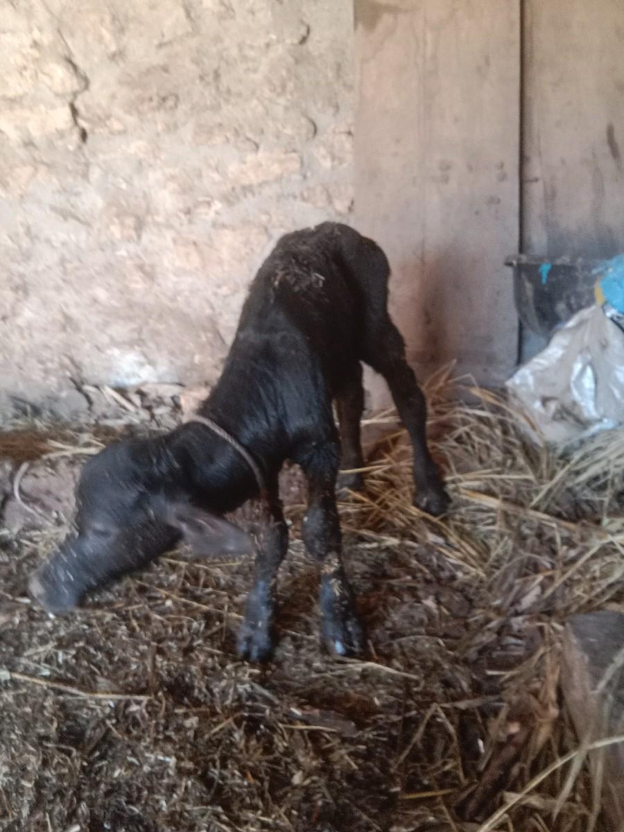 થંબનેલ 2