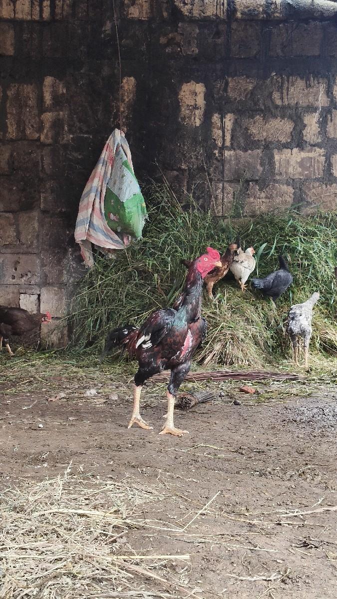 અસીલ મરઘો વેચવાનો છે