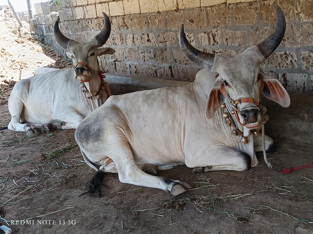 ગોઠલા વેચવાના છે