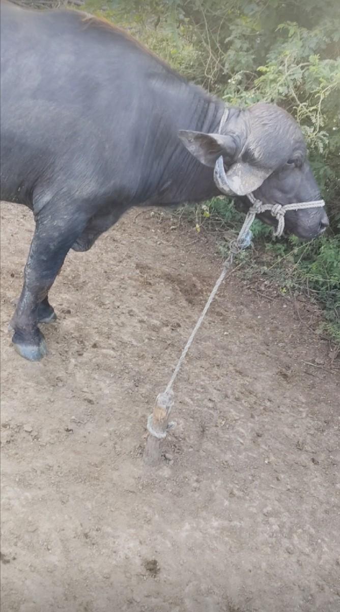 થંબનેલ 3