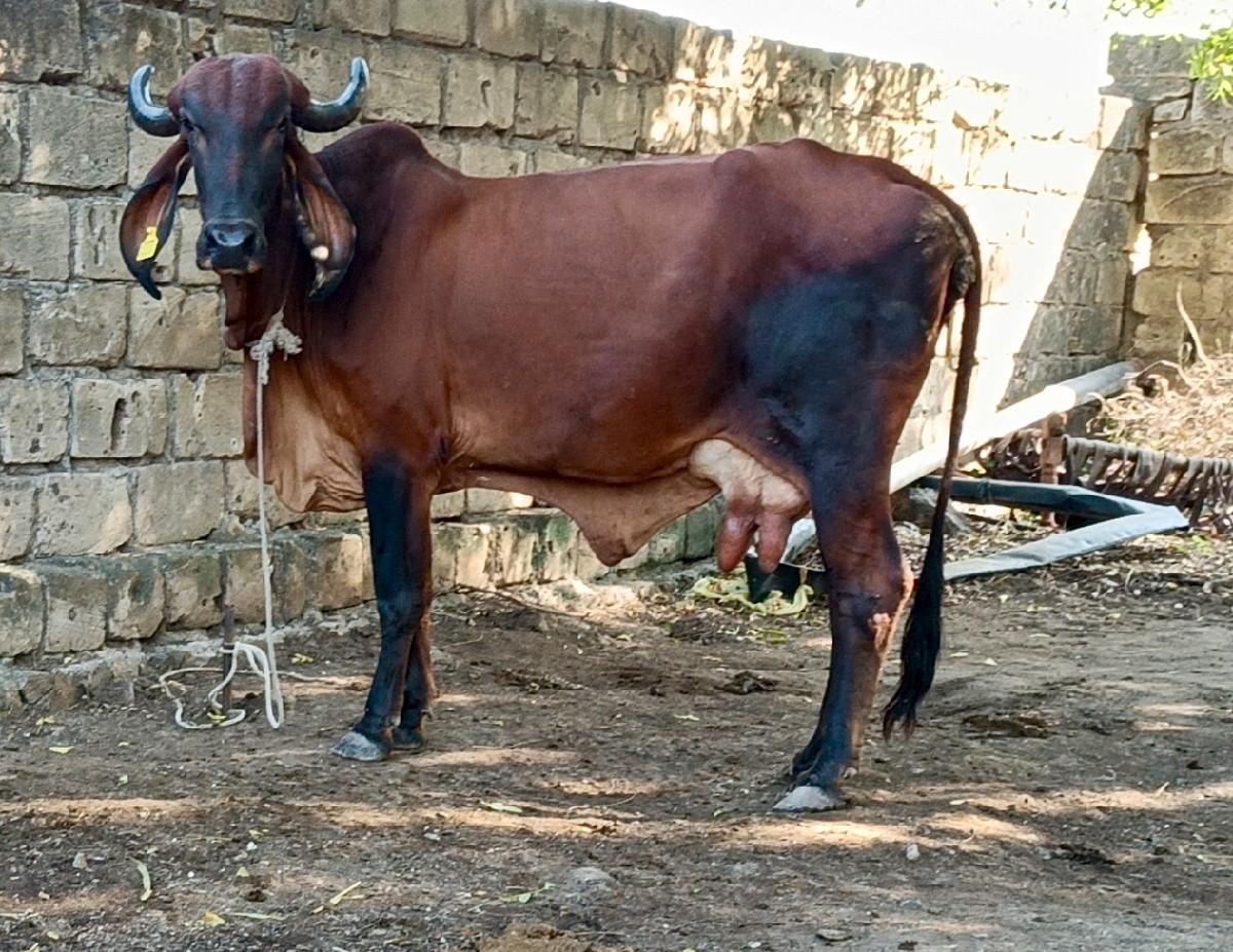 થંબનેલ 2