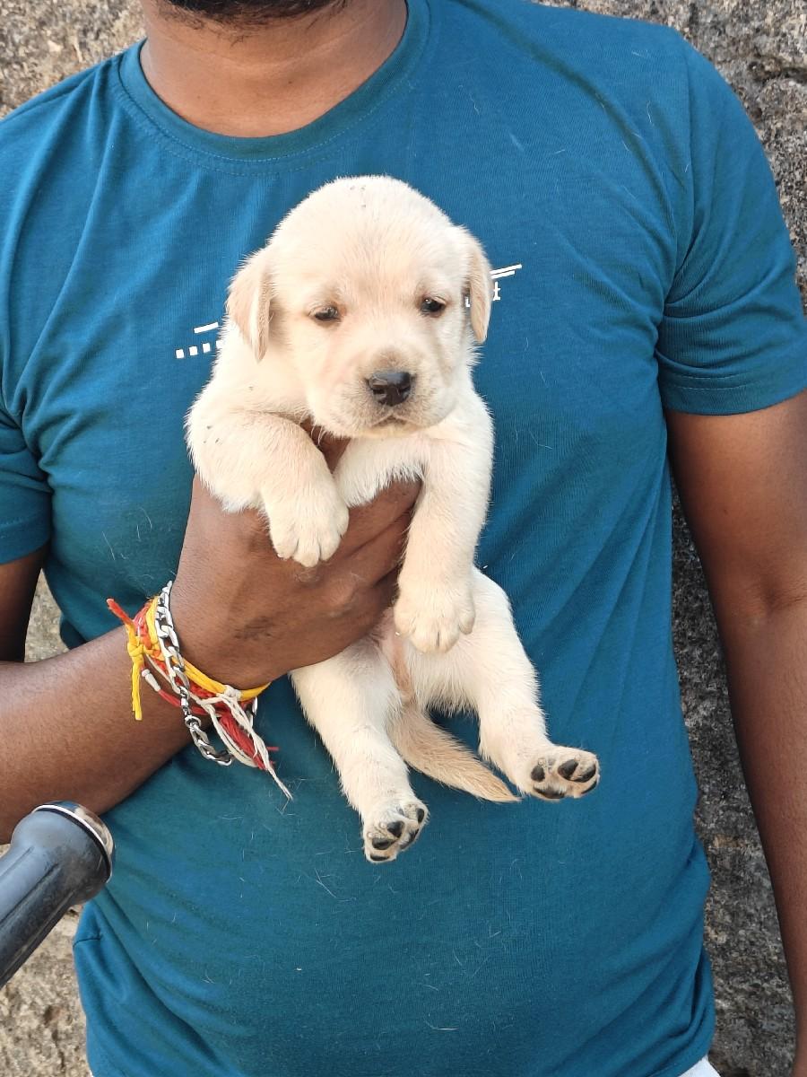 થંબનેલ 2